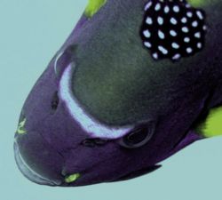 d70 nikon with ds50 strobe
LOS CABO MEXICO by Christopher Phillips Md 